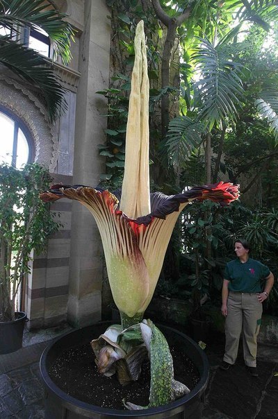 Самый большой цветок в мире называется Аморфофаллус титанический (Amorphophallus titanum).