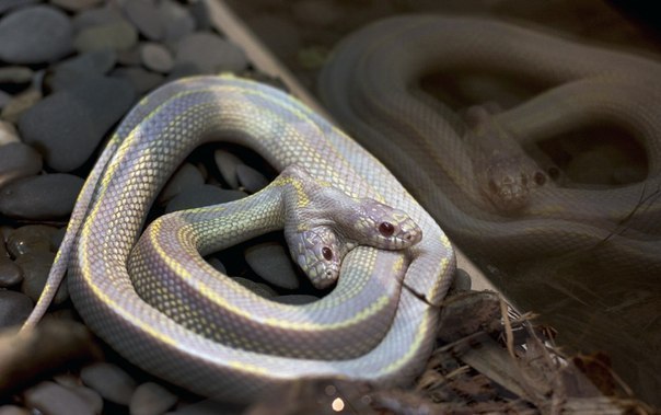 В московском зоопарке демонстрируют двуглавую Калифорнийскую королевскую змею альбиноса, встречающуюся один раз на миллион.