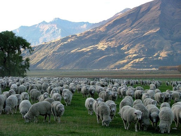 Новую Зеландию заселяет 4 миллиона человек и 70 миллионов овец.