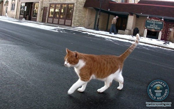 Мэром города Шарон в Висконсине, США, является кот Фредди.