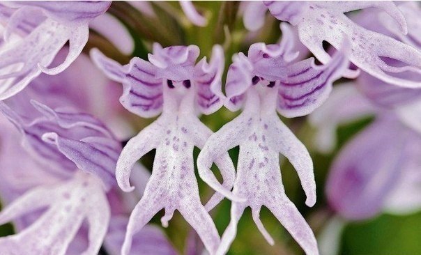 Ятрышник итальянский иногда расцветает уже в феврале. Из-за необычной формы цветка в Англии его прозвали «голым человеком».
