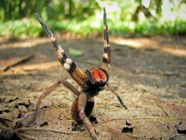 Бразильский странствующий паук – считается самым ядовитым в мире. Но, у его яда интересный побочный эффект, он вызывает длительную (по некоторым данным, четырех часовую) эрекцию, лишь после одного укуса.