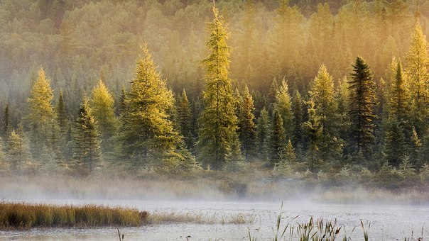 В Сибири расположено более 25% всех земных лесов