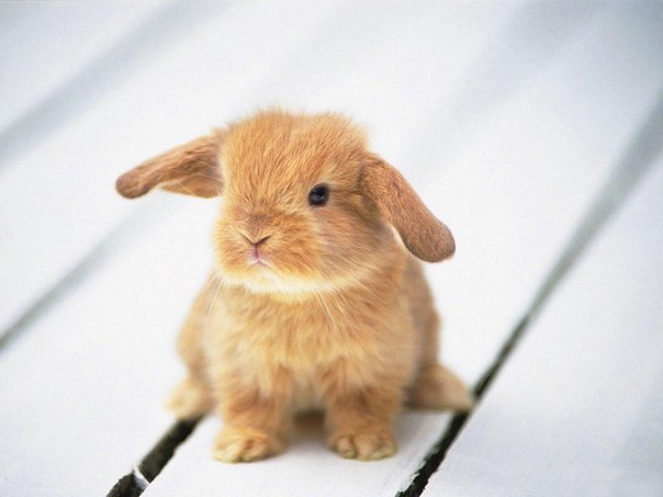 В 1859 году в Австралии на волю было выпущено 24 кролика. За 6 лет их число возросло до 6 000 000 особей