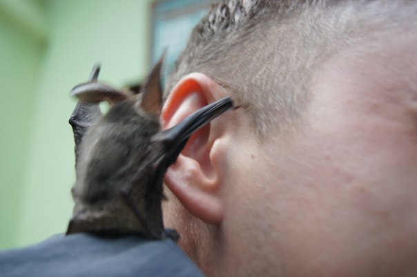 Довольно-таки милая фотосессия нашего подписчика с летучей мышью :)
