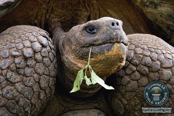 Самая старая рептилия в мире — галапагосская гигантская черепаха , способная прожить около 175 лет , но это далеко не рекорд , ведь среди самых старых животных в мире есть еще океанический венус — моллюск , доживший до 406 лет.