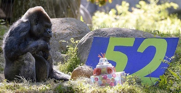 Оззи — старейшая горилла, проживающая в неволе. Совсем недавно ему исполнилось 52. Родился Оззи в 1961 году в зоопарке Атланты.