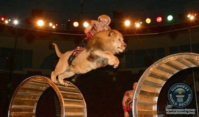 Самый длинный прыжок верхом на льве на расстояние 2,3 м. совершили Аскольд и Эдгар Запашные — артисты Российского Государственного Цирка, на арене цирка г. Перми 28 июля 2006 г.