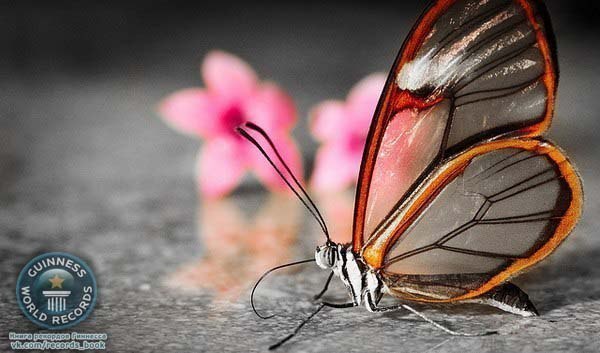 Glasswing (или "стеклокрылка") - бабочка с прозрачными крыльями.