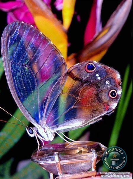 Фантомная бабочка обитает в Южной Америке.