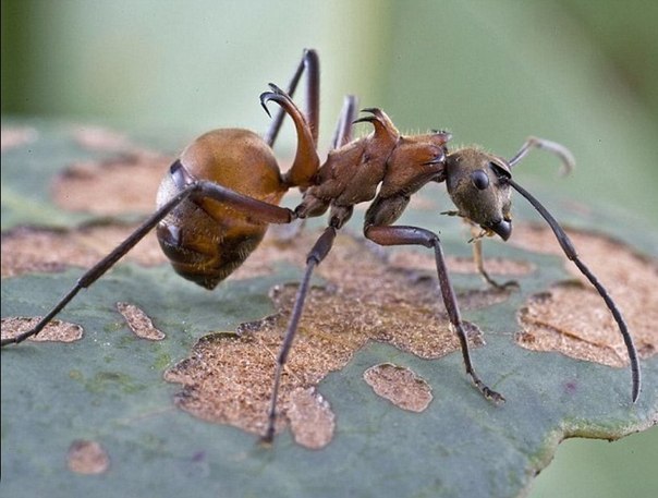У муравья два желудка. В первый попадает пища для самого муравья, во второй – та, которую он понесёт в муравейник.