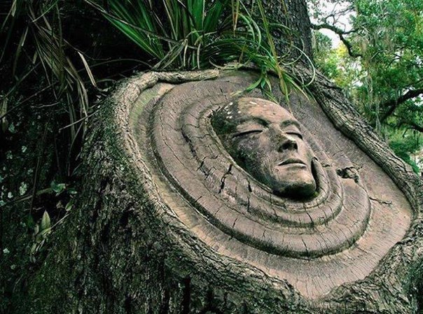 Американский скульптор Кейт Дженнингс вырезает лица на пнях и высохших деревьях. Ее работы символизируют идею о том, что у всего живого на планете есть душа.