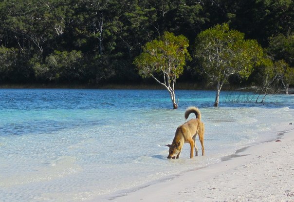 Динго прогуливается по австралийскому пляжу