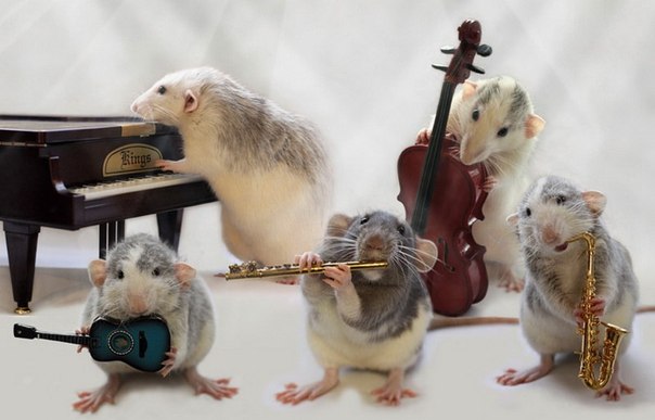 Крысы-артисты 