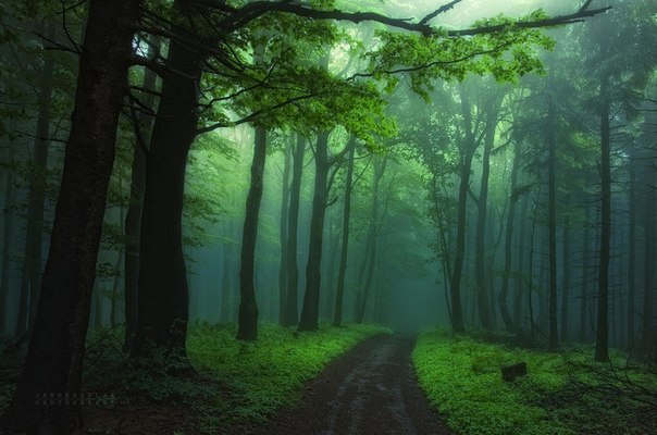 Загадочный лес