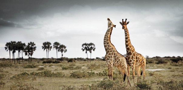 Животные Африки фотографа Klaus Tiedge 