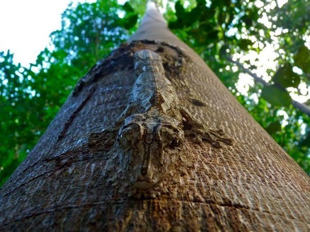 Гигантский листохвостый геккон, слившийся с деревом.
