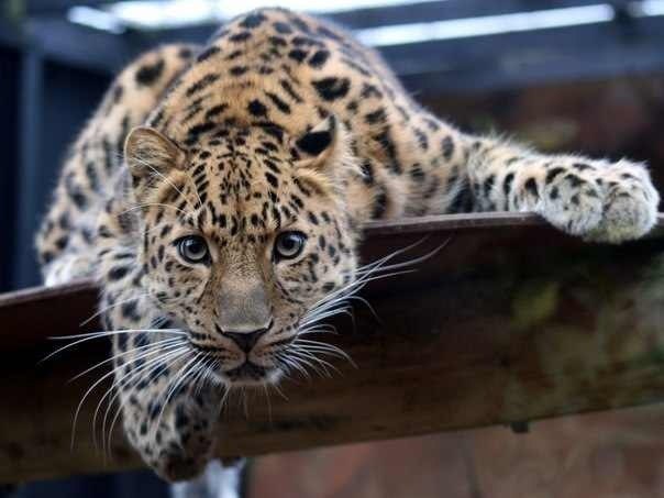 Самый редкий представитель мира кошачьих – дальневосточный леопард. Во всём мире их осталось всего 40 особей.