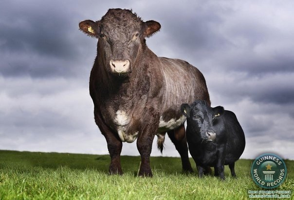 Ласточка (справа) – 11-летняя корова из Йоркшира стоит рядом с быком Фредди. Эта крошечная корова стала самой низкорослой коровой в мире по версии Книги Рекордов Гиннеса. Ее длина – 84 см.