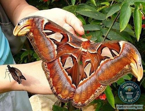 Павлиноглазка Атлас - бабочка из семейства павлиноглазок. Считаются самыми большими бабочками в мире. Размах крыльев достигает от 25 до 29 см. Обитают в тропических и субтропических лесах Юго-восточной Азии, Южного Китая и от Таиланда до Индонезии.