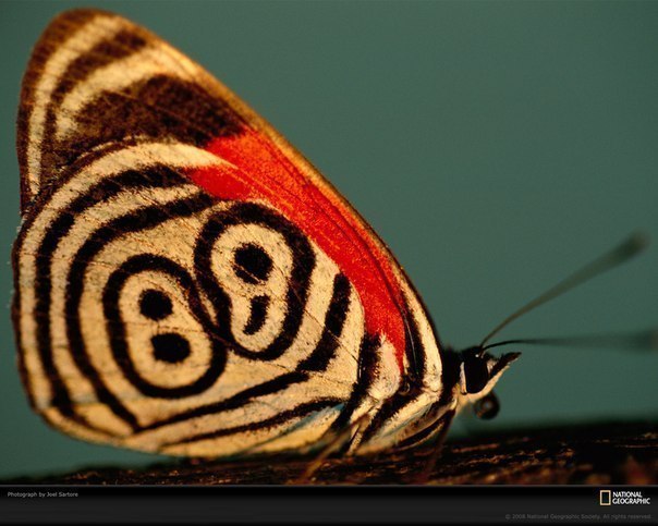 Узор на крыльях бабочки Diaethria neglecta дал ей еще одно название - «бабочка 88».