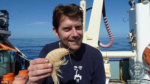 В водах Новой Зеландии обнаружена самая большая в мире креветка.