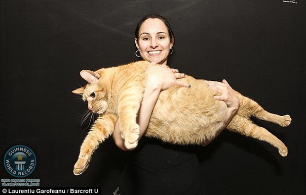 Самый толстый кот в мире весит 15 килограммов