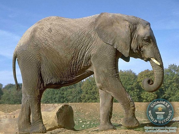Слоны – единственные животные, не умеющие прыгать.