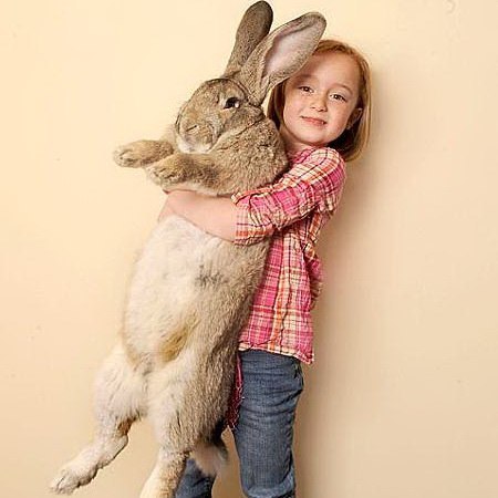 Самый большой пасхальный кролик Darius – крупнейший кролик в мире. Он является кроликом породы Континентальный Гигант и имеет рост 1,22 метра. Несмотря на то, что ему всего лишь 13 месяцев, кролик съедает дюжину моркови, несколько яблок и капусту каждый день.