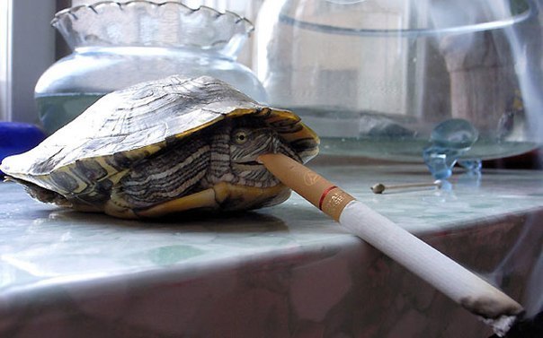 В одной из китайских деревушек на окраине города Чанчунь живет никотинозависимая грифовая черепаха, которая выкуривает примерно по 10 сигарет ежедневно.