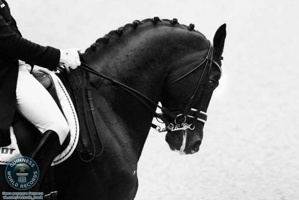Самой дорогой лошадью в мире стал жеребец голландской теплокровной породы по кличке Moorlands Totilas.Его цена составила 15 000 000 евро.