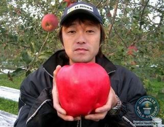 Самое тяжелое яблоко весом 1,849 кг. вырастил Чисато Ивасаки на своей яблочной ферме в г. Хиросаки, Япония, которое и было сорвано им 24 октября 2005 г.