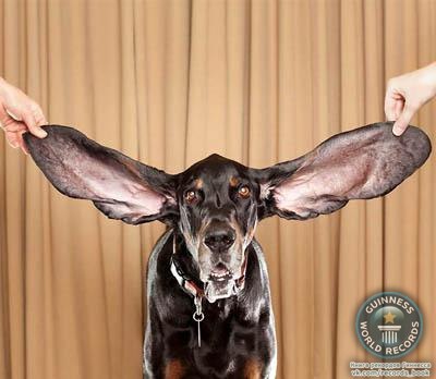 Самые длинные уши у собаки Самыми длинными ушами природа наделила черно-подпалого кунхаунда Харбора. Длина его левого уха - 31,7 см, правого – 34 см.