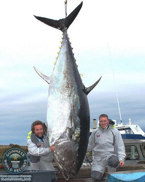 Самого большого тунца выловили у берегов Новой Шотландии