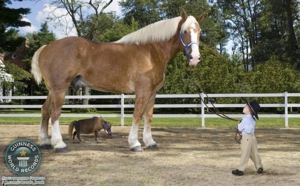 На 7 июля 2006 года самой маленькой лошадью была Тамбелина – миниатюрная гнедая кобыла 44,5 см в холке, хозяевами которой являются Кей и Пол Госслинг из Сейнт-Луиса, штат Миссури. 
