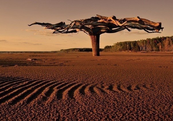 Это необычное чудо-дерево находится в верховье реки Камы. А необычного в нем то, что оно вкопано в песок корнями вверх, размах которых составляет 5-6 метров.