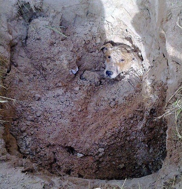 Этого бедного пса, который раздражал соседей своим лаем, закопали заживо. К счастью пса спасли, а людей сделавших это, задержали.