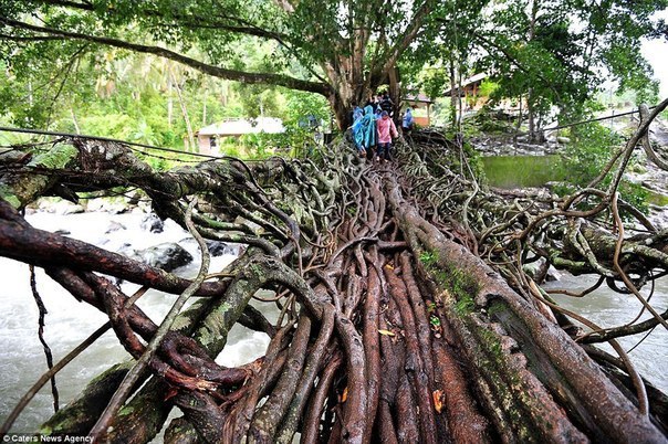 Мост из корней деревьев, на строительство которого ушло 26 лет. Местные жители просто направляли корни в нужном направлении, а природы сделала все остальное.