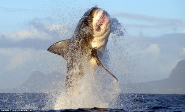 В 2011 году большая белая акула выпрыгнула из океана метра на три над поверхностью и плюхнулась прямо в лодку, на которой группа учёных проводила морские исследования.
