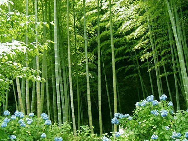 Бамбук может вырасти до 3 м в течение 24 часов.