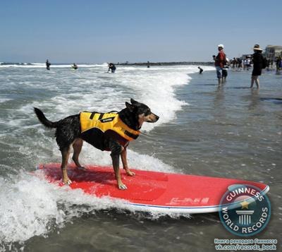Самая длинная дистанция, пройденная собакой на доске для серфинга Собака породы австралийский келпи по кличке Эбби поймала волну и про скользила на доске для серфинга 65 метров.