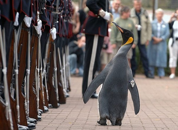 В Норвегии есть пингвин, которого посвятили в рыцари. Он носит звание сэр Нильс Улаф.