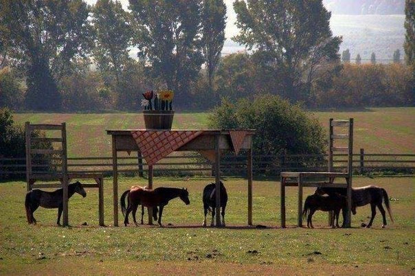 Фермеру запретили строительство навеса для лошадей на собственном поле по какой–то формальной причине. Но он не растерялся и построил деревянные стол и стулья, для которых разрешения не надо.
