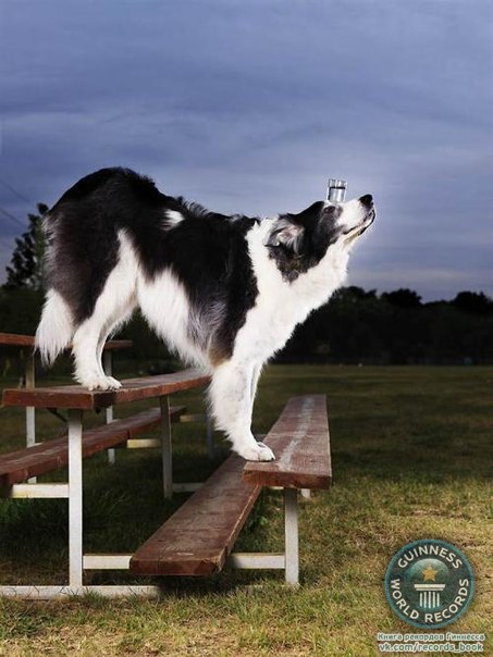 Самое большое количество ступенек, преодоленное собакой сверху вниз мордой вперед со стаканом воды Австралийская овчарка Свит Пи прошагала 10 ступенек со стаканом с водой в немецком Вердене. Рекорд зафиксирован 5 января 2008 года.