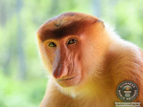 Носач — очень редкий и весьма необычный вид обезьян. Носачи относятся к семейству мартышковых, но из-за специфического внешнего вида выделены в отдельный род с единственным видом.