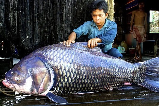 102-килограммовая рыба из Камбоджи.