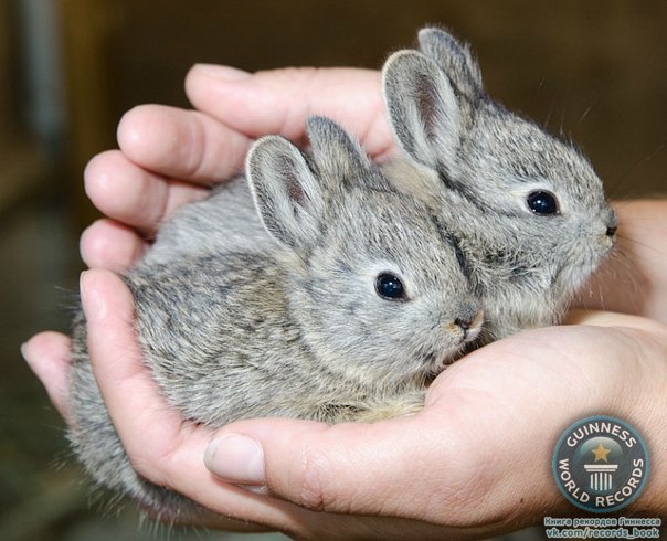 Самая мелкая порода кроликов называется Little Idaho или кролик-пигмей. Максимальный вес взрослой особи достигает всего 450 грамм, а длина составляет от 22 до 35 сантиметров.