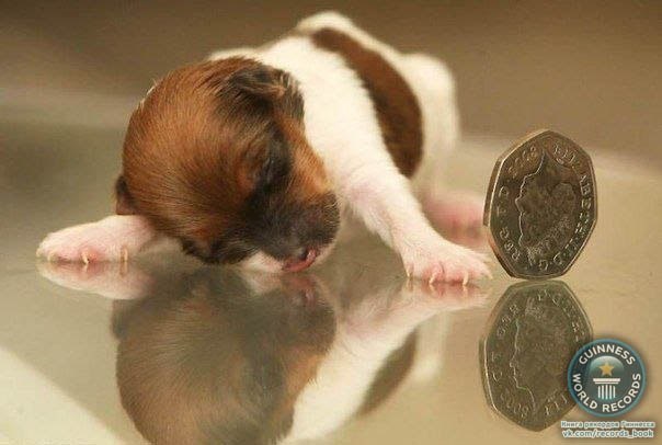 Эта прелестная собачка – помесь чихуахуа и джек-рассела – единственная, кто выжила из выводка в 5 щенков. При рождении Чудо весила 60 грамм, а в длину была всего 5 см.