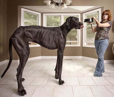 Самая высокая из живущих собак В книгу рекордов Гиннесса 2013 года попала собака Зевс - немецкий дог ростом 1,118 м, который живет со своими хозяевами в Отсего, штат Мичиган, США.