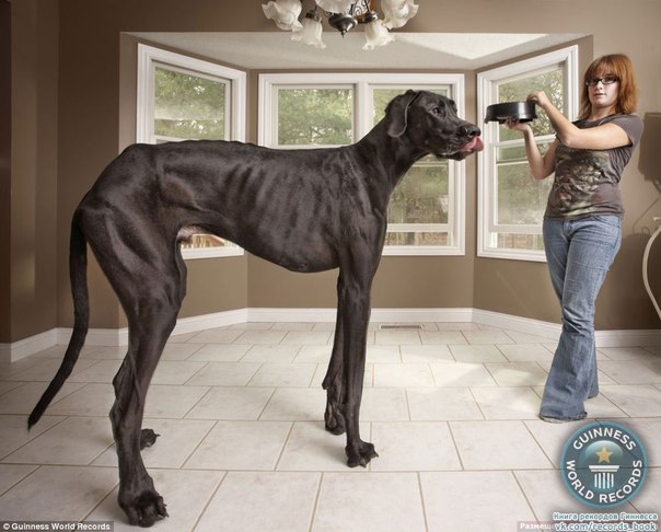 Самую высокую собаку среди ныне живущих зовут «Зевс». Высота гиганта составляет 1.12 м, а живет он в США.